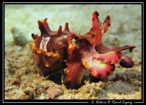 Flamboyant Cuttle fish hunting in the night ... a great m... by Raoul Caprez 